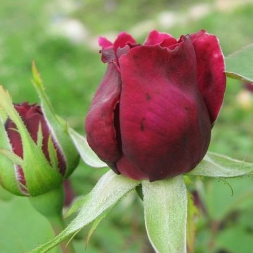 Rosa Ausvelvet - vörös - Angolrózsa virágú- magastörzsű rózsafa- egyenes szárú koronaforma
